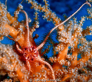 Creaping along.  A Brittle Star in Palau. by Larissa Roorda 
